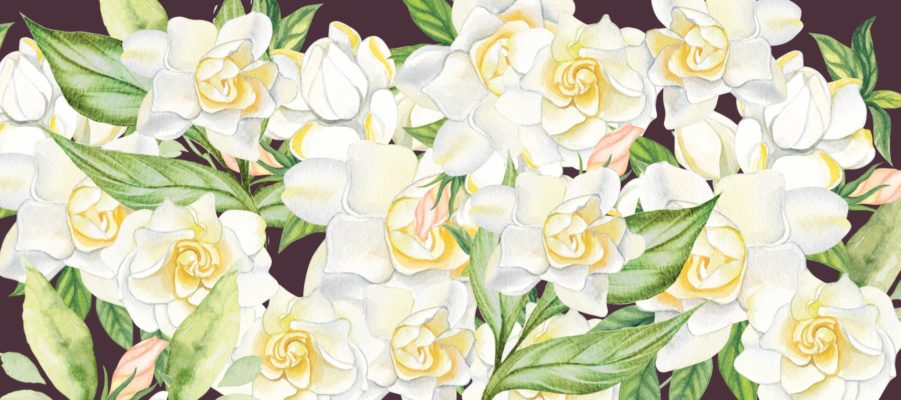 gardenia flowers on burgandy background