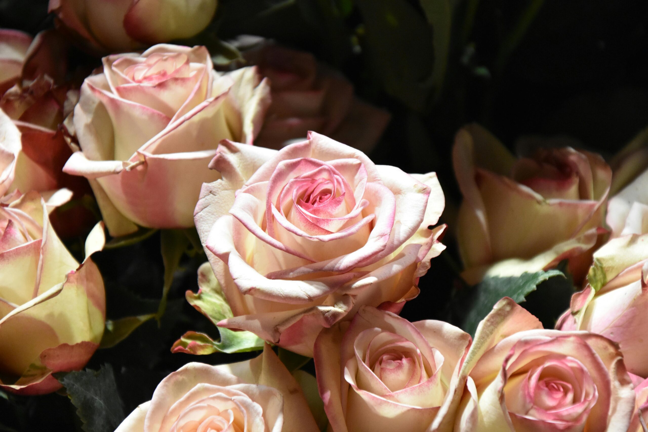 Multiple pink roses on a dark background. Image source Pexels